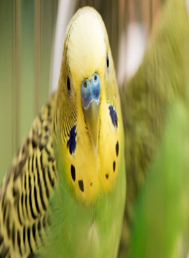 TRADESK Anky Millet Kangni Seeds Bird Food for All Life Stages Finches, Budgies, Lovebirds, Cockatiels, Parrots & Parakeets,Canary,Waxbills 1kg - Image 5